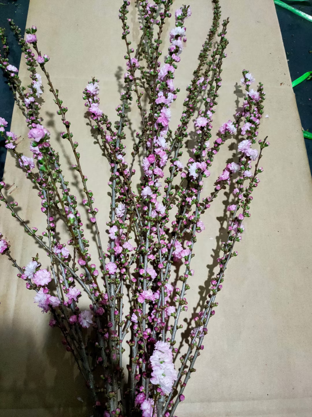 珍珠李重瓣 粉色两大扎包邮