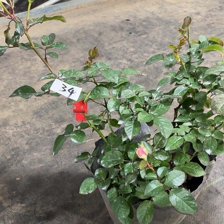 少量花朵（建议范围：2朵-5朵 或40%以下）34折射泡泡