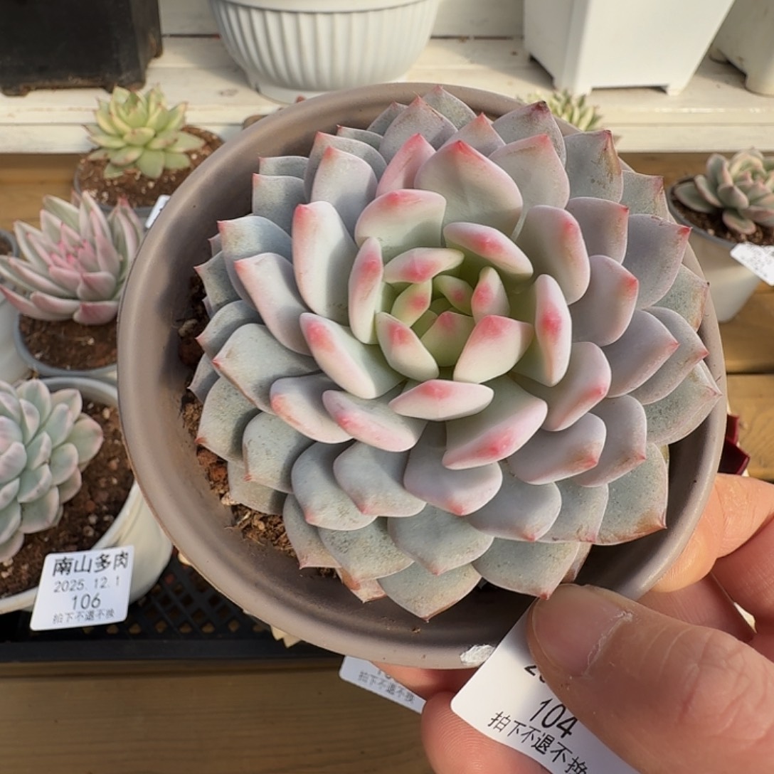 星星橙11111111121-104