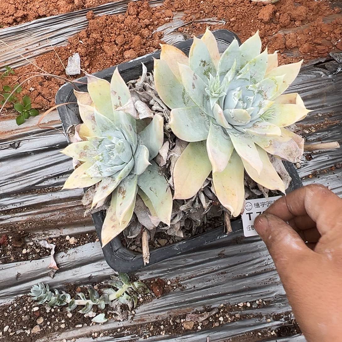 7916雪山仙女杯多肉