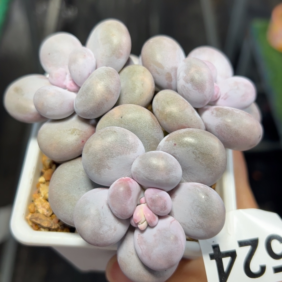 524 多肉植物组合盆栽