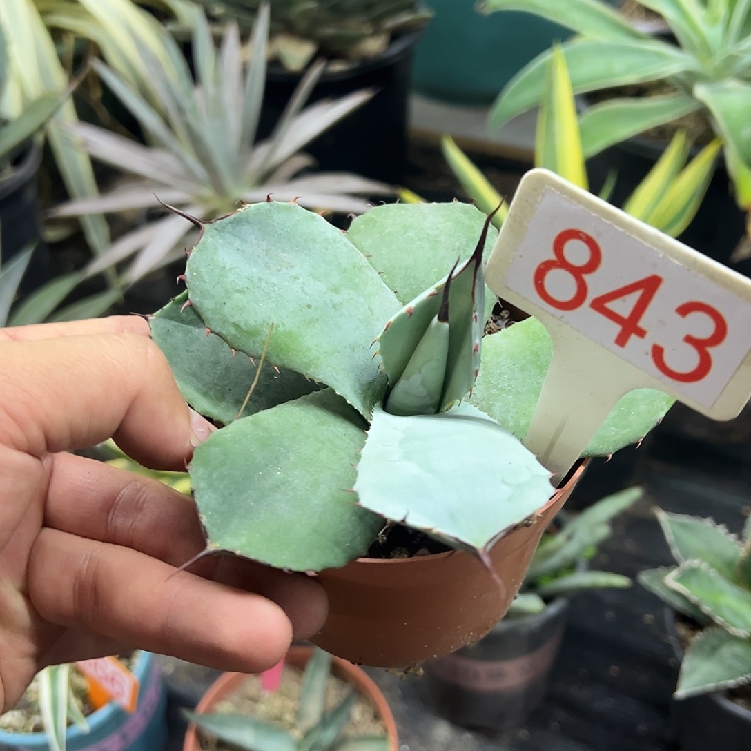 福克斯龙舌兰系列