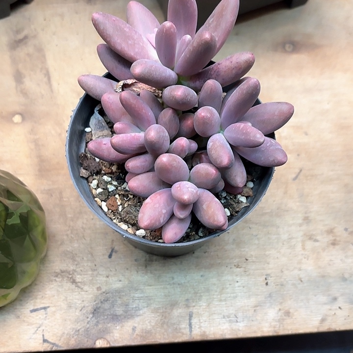 多肉植物，糖果美人