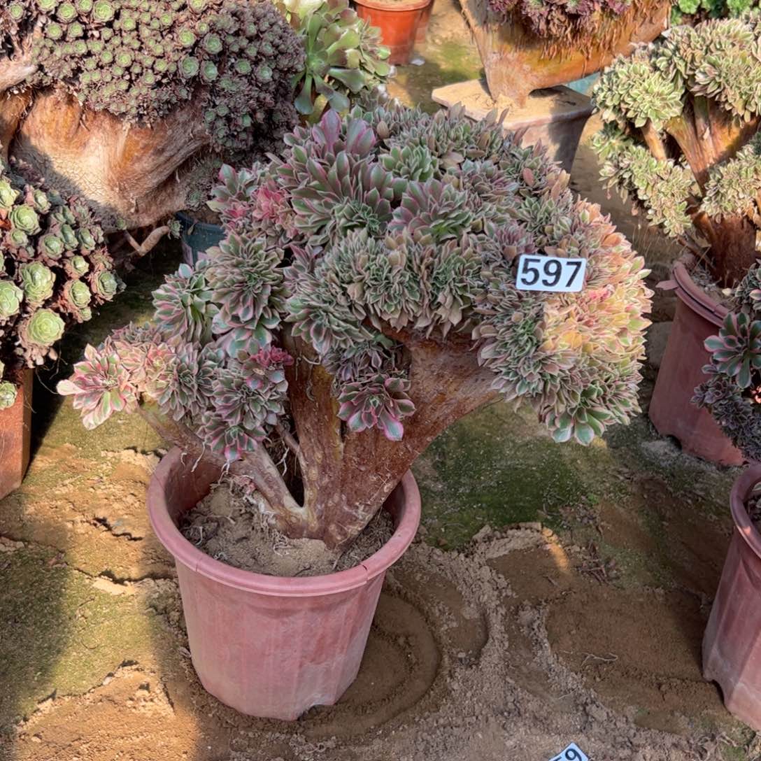 女神缀有伤597冠服43