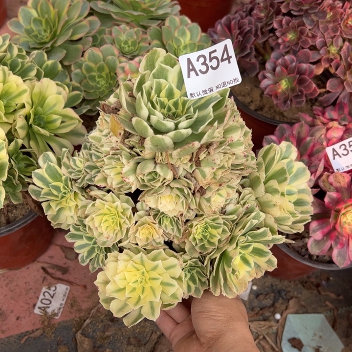 迈巴赫多肉植物354.