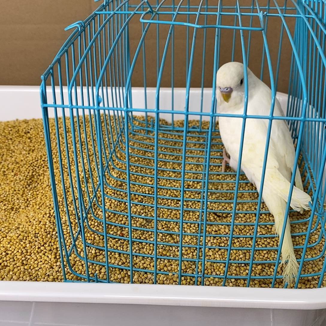 虎皮鹦鹉大头虎皮
