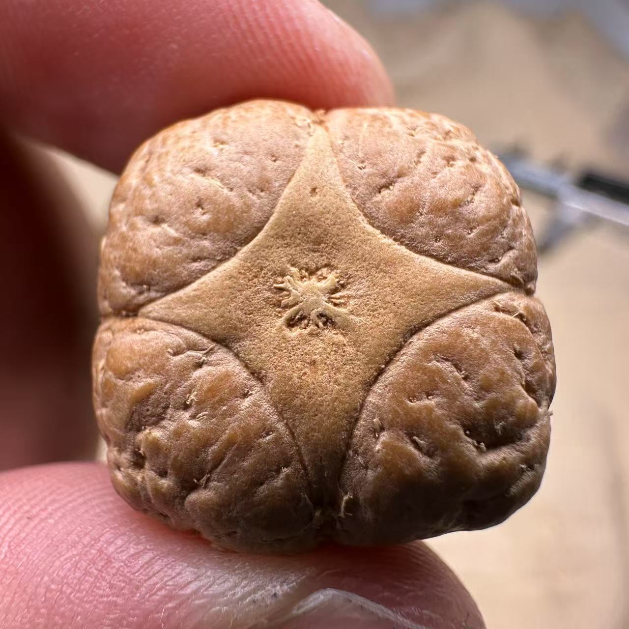 尼泊尔麒麟眼菩提，尺寸23，sss系列，货号96