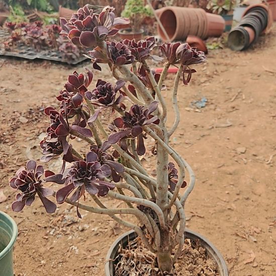 黑法师加急发货了7