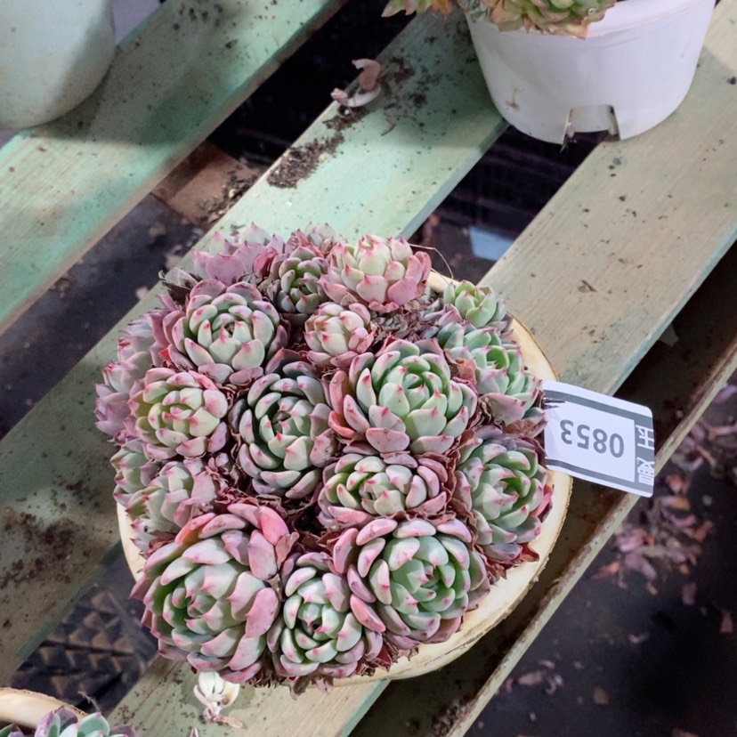 【闪购商品】娜娜小沟0853