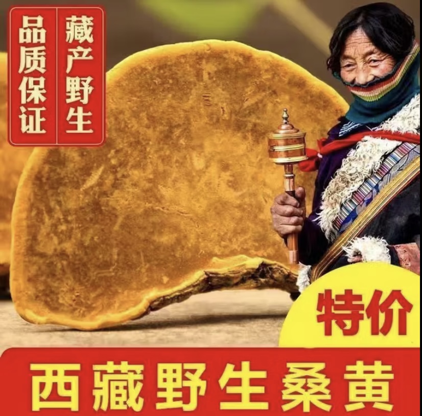 【藏桑黄】品质保证-煮水泡水煲汤泡酒-可搭配枸杞