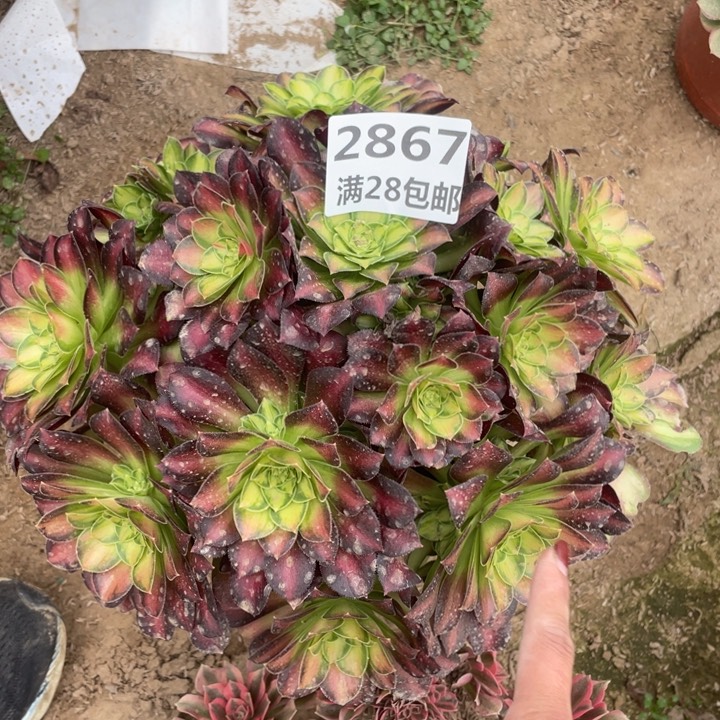 2867二号棚韶华丛林A