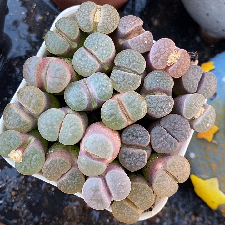 大磁铁一颗。 买二送一。   