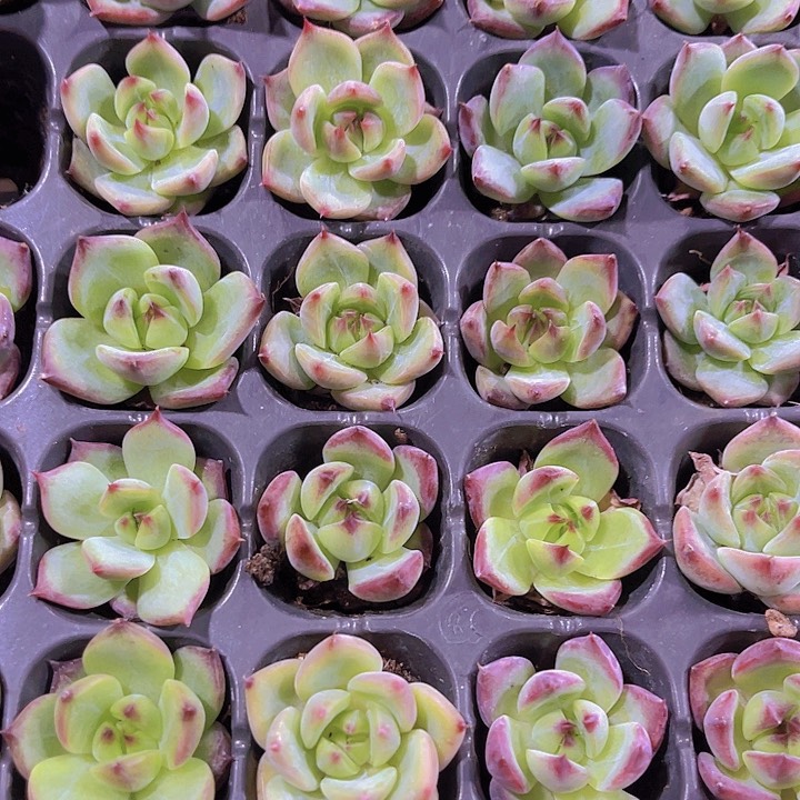 精品一单两颗马赛尔多肉植物