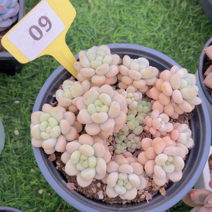 健健康康平平安安