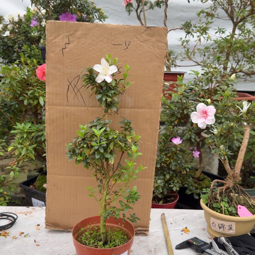 青***哥完全开放明美之月杜鹃花