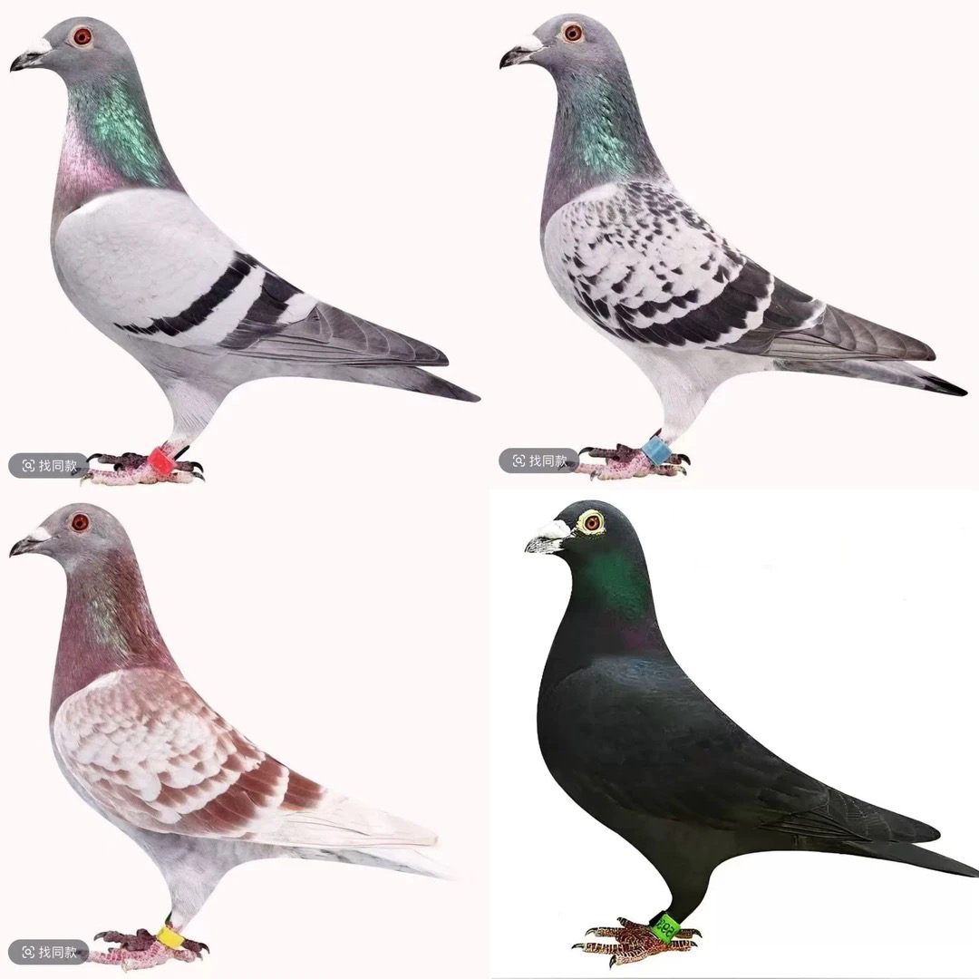 赛绩鸽原环种鸽质量高品质好适合饲养