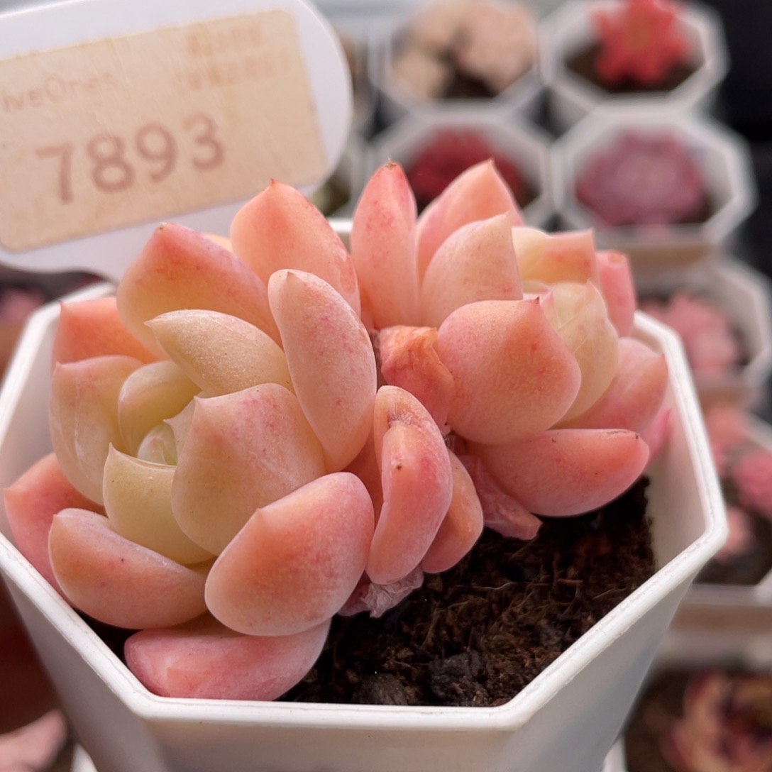 和田玉7893-6.5厘米