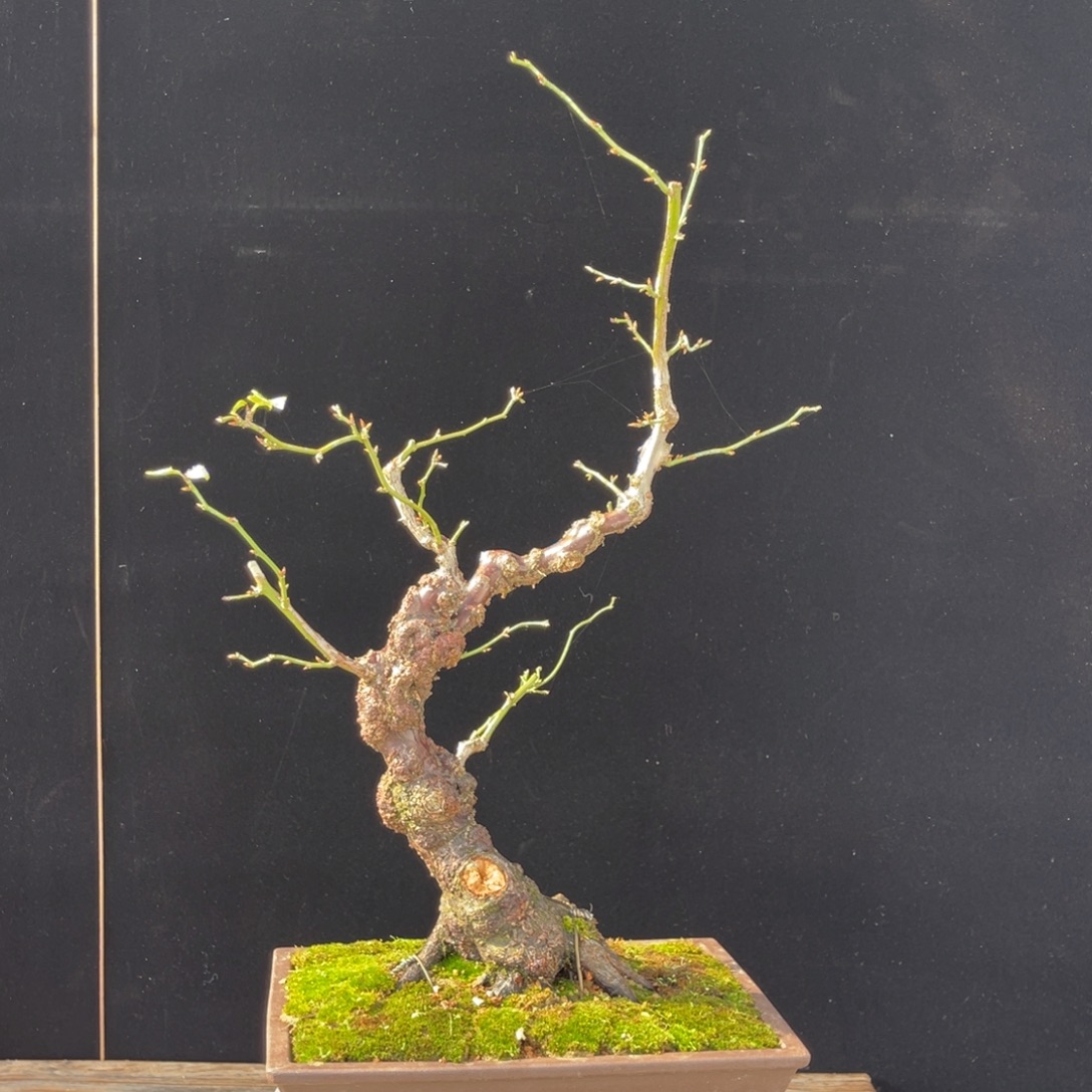 以实际为准龙游梅原盆原土发货