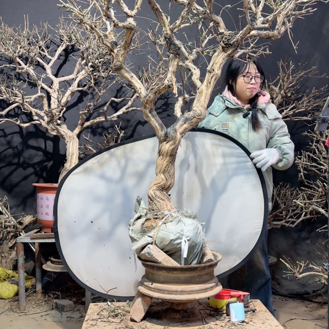 长***人金银花的故事也太