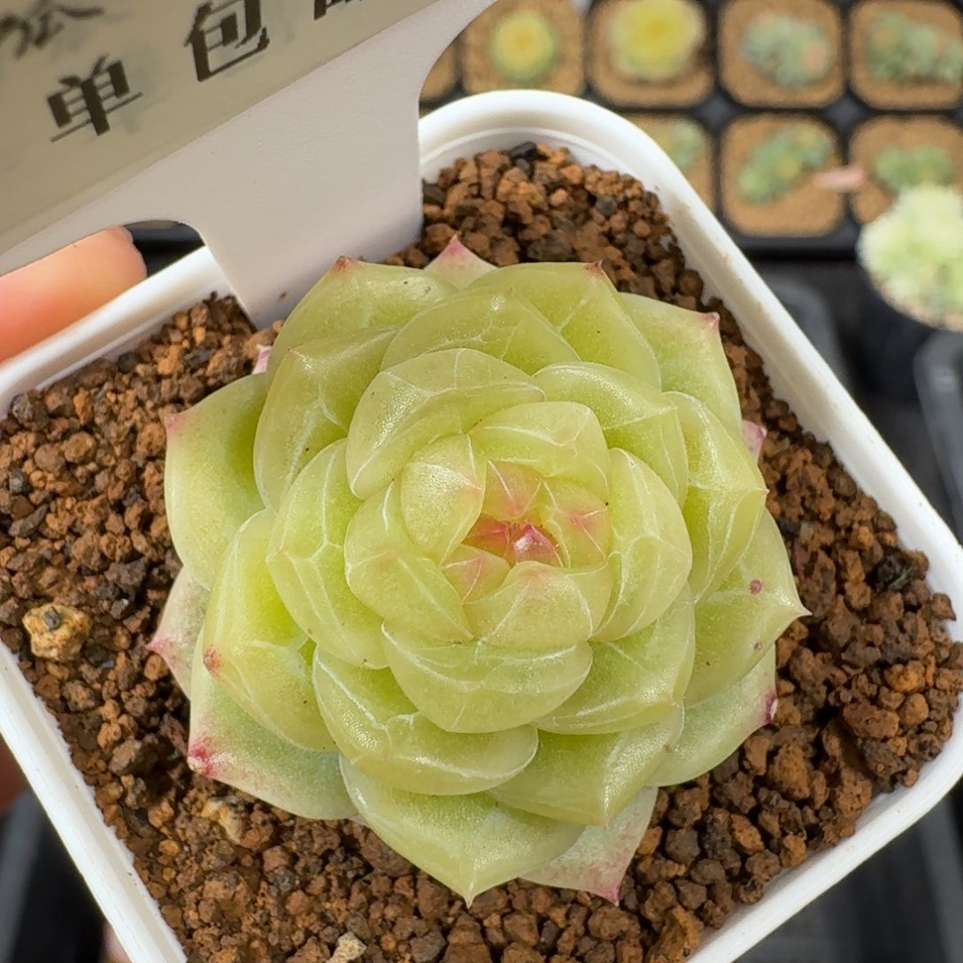 0320-42-玉露单头一颗