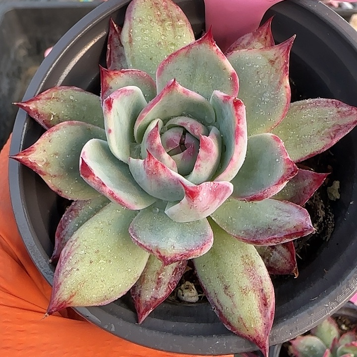 34 惊鸿仙子多肉植物6-9cm