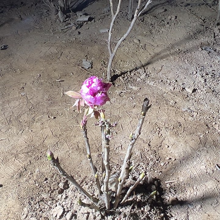 荷***雨完全开放紫罗兰带花苞