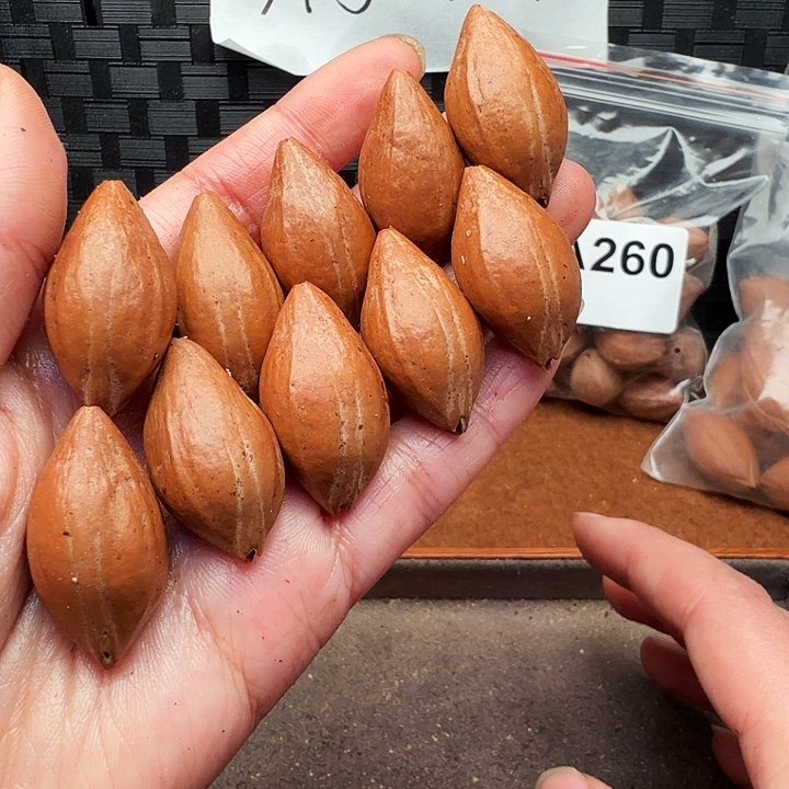 橄榄核手串/手链橄榄