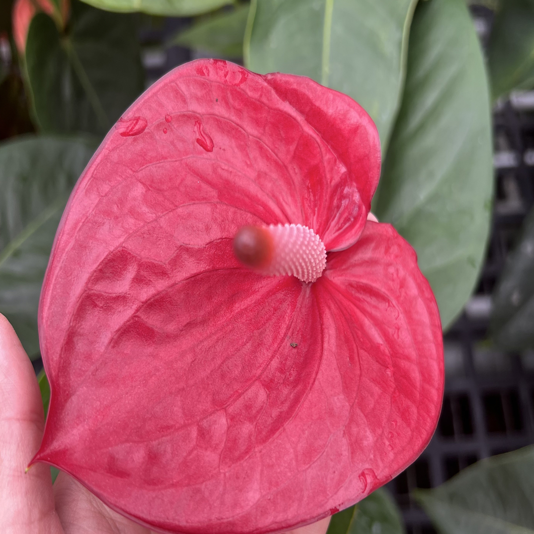 彩掌一物一拍专用链接