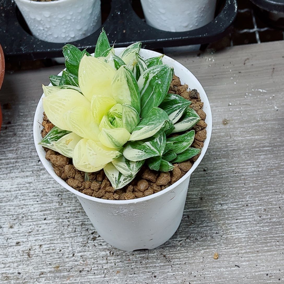 宝草玉露一勿一拍