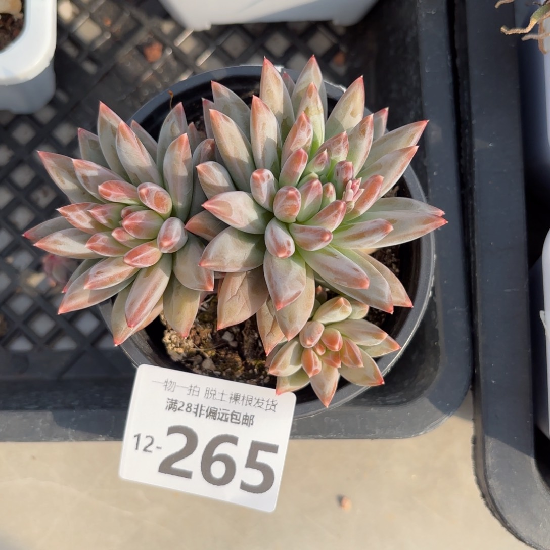 陨石老桩多肉多肉