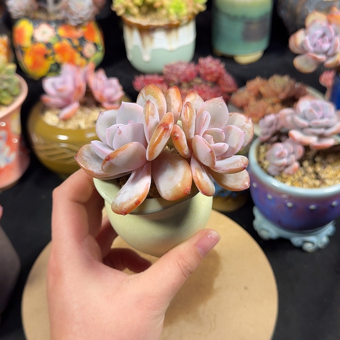 奶茶9cm带盆土发货