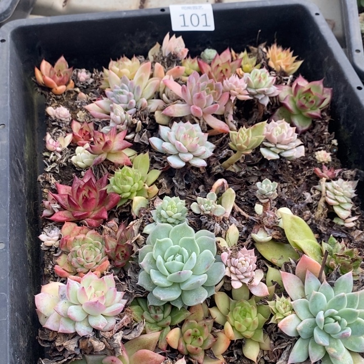 101 多肉植物盆栽花卉