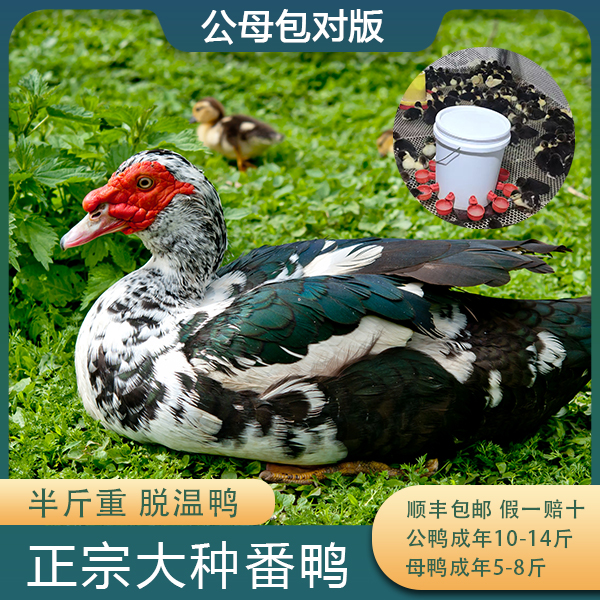 【脱温】正宗大种番鸭洋鸭红头鸭凤头鸭宠物鸭西洋鸭活体发货