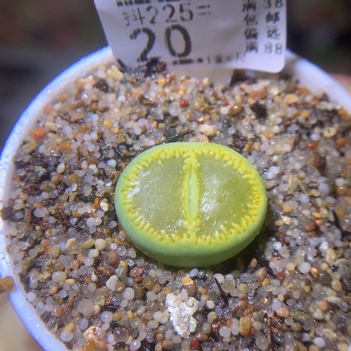 精品生石花225.20