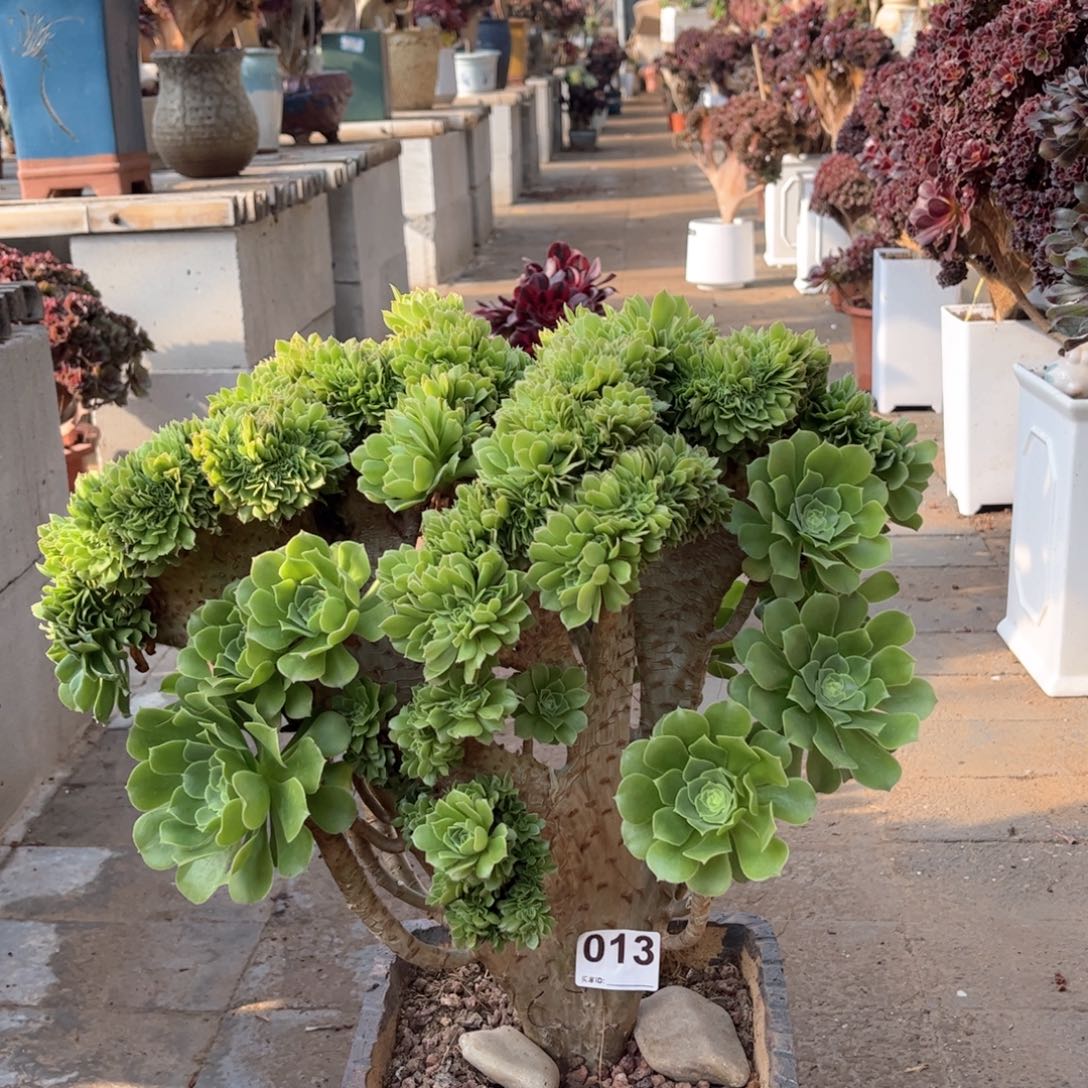 绿羊绒大板朵朵精品