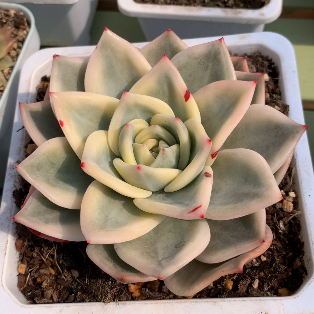 伊丽莎白锦锦上园艺一物一拍