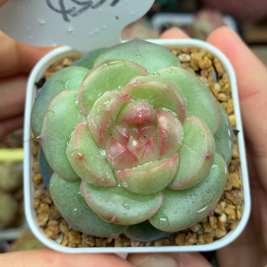 香雪海珍妮单头4553