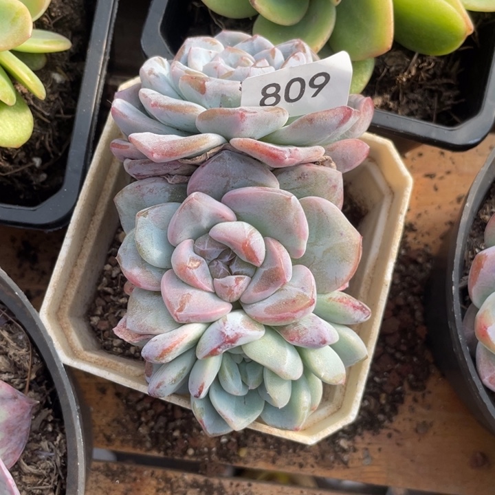 哈哈哈哈哈哈哈809