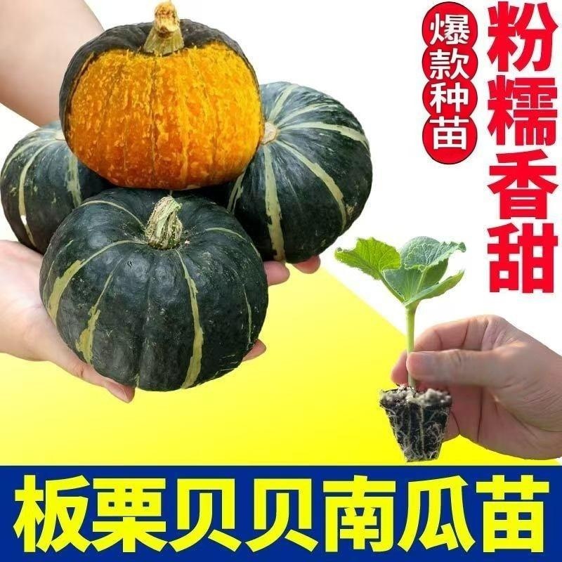 板栗贝贝南瓜苗秧蔬菜基地直发软糯香甜蜜本大苗四季阳台盆栽种子