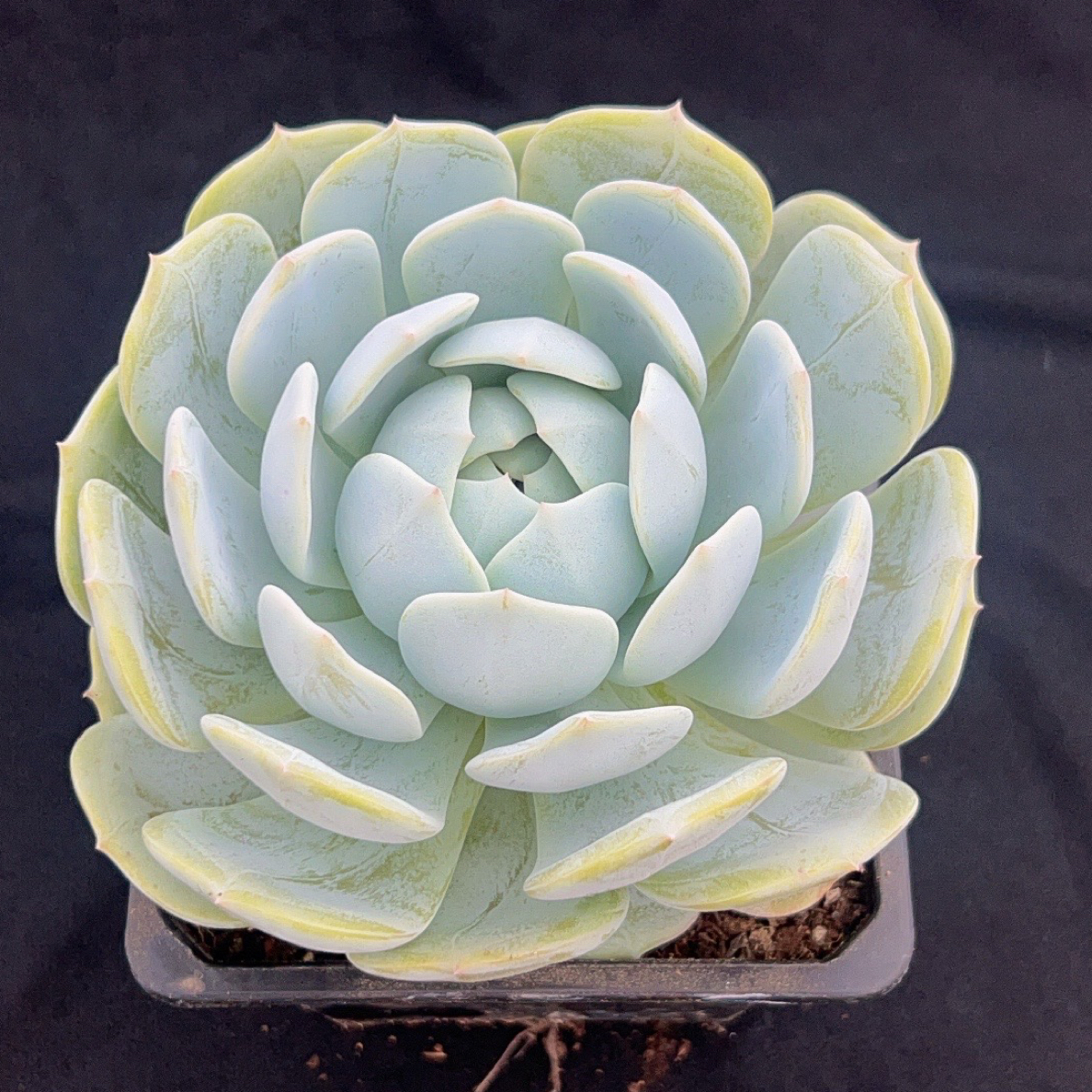 劳林精品好看易活的单头多头多肉植物室内绿植