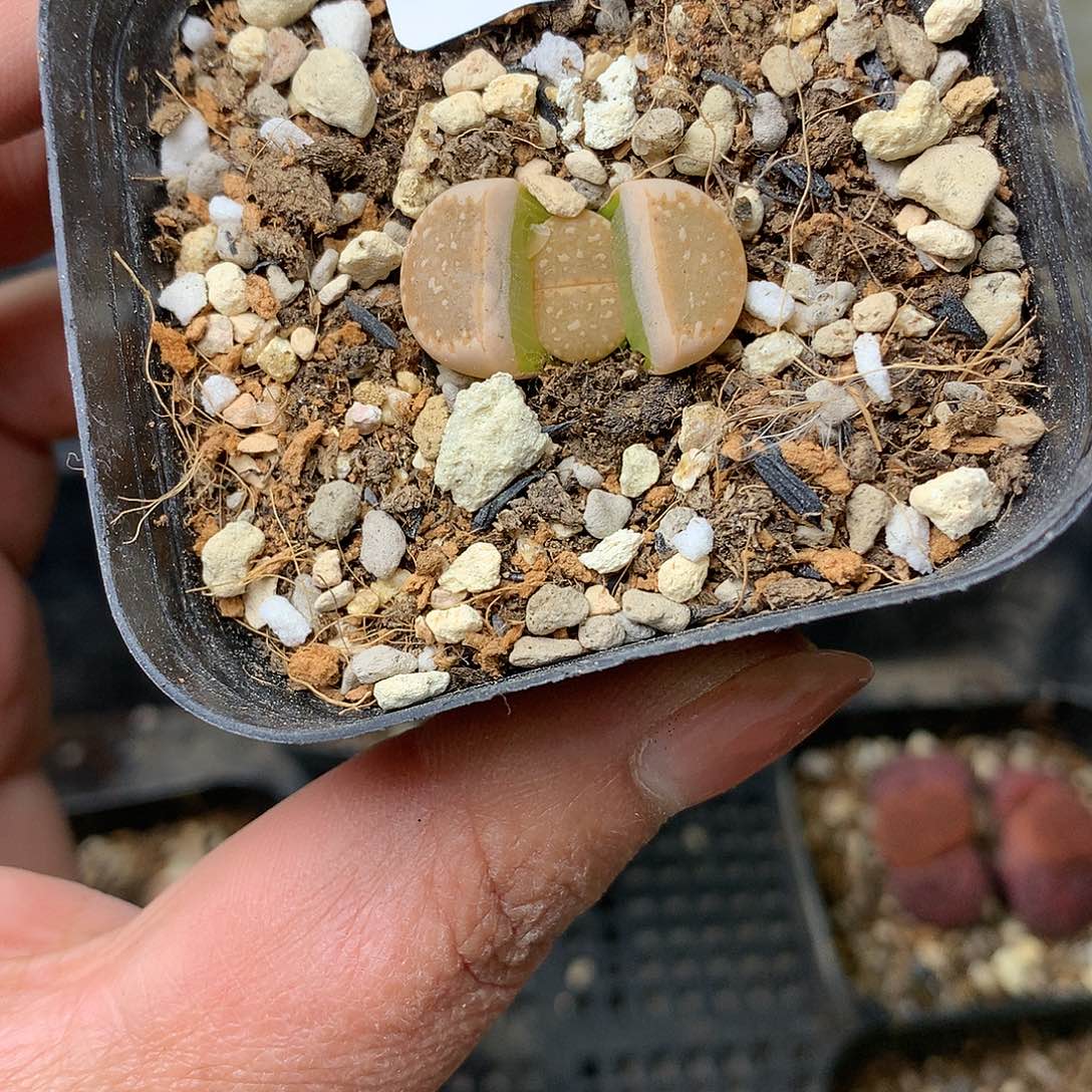 G163多肉植物保护