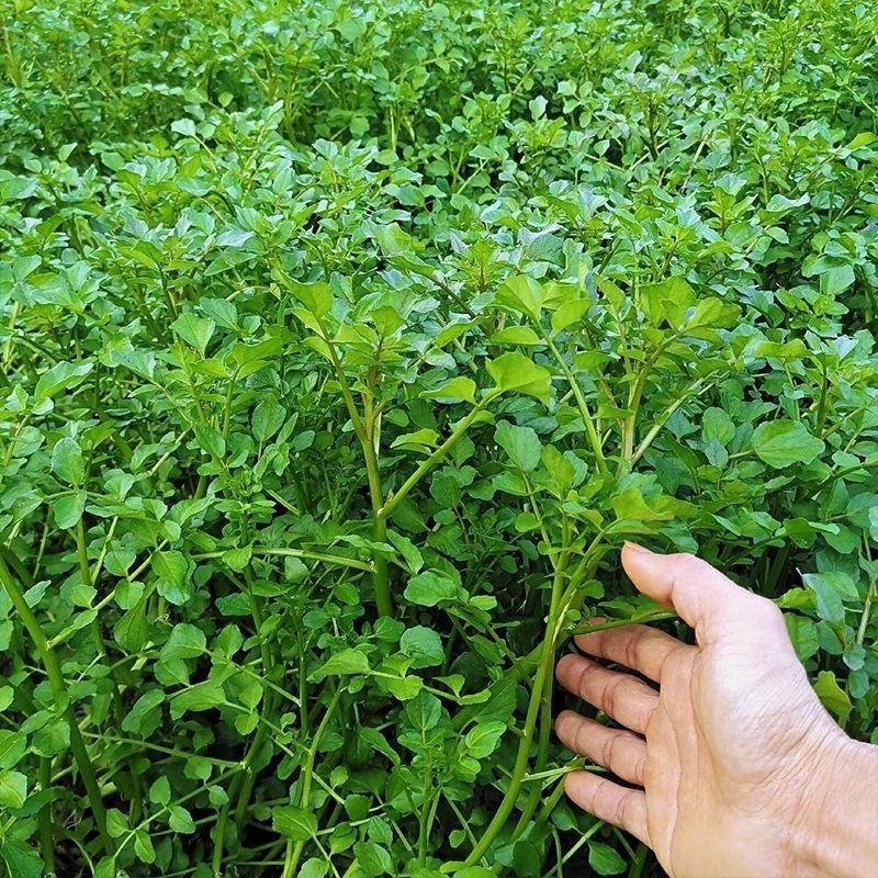 西洋菜种子豆瓣菜种籽四季种植水生非转基因蔬菜耐热菜庭院阳台种