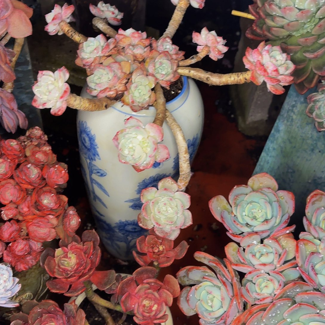 招****老桩精品肉肉千山雪