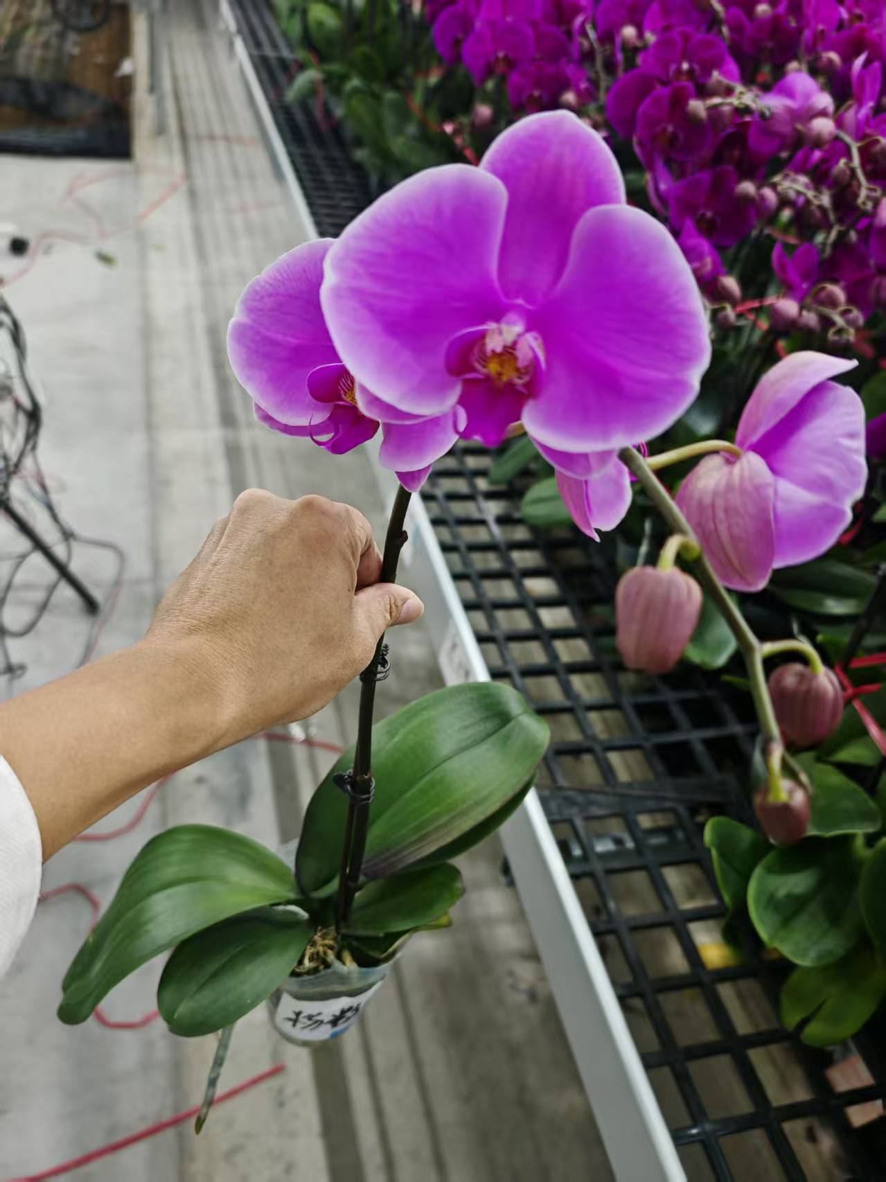 蝴蝶兰【粉钻石】花苗盆栽带花剑花苞客厅室内四季好养观赏花卉