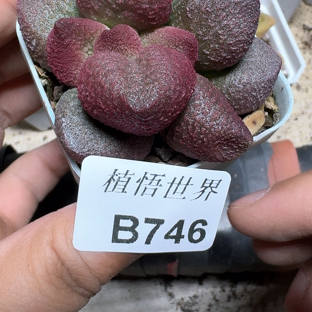 746号多肉植物哇vv