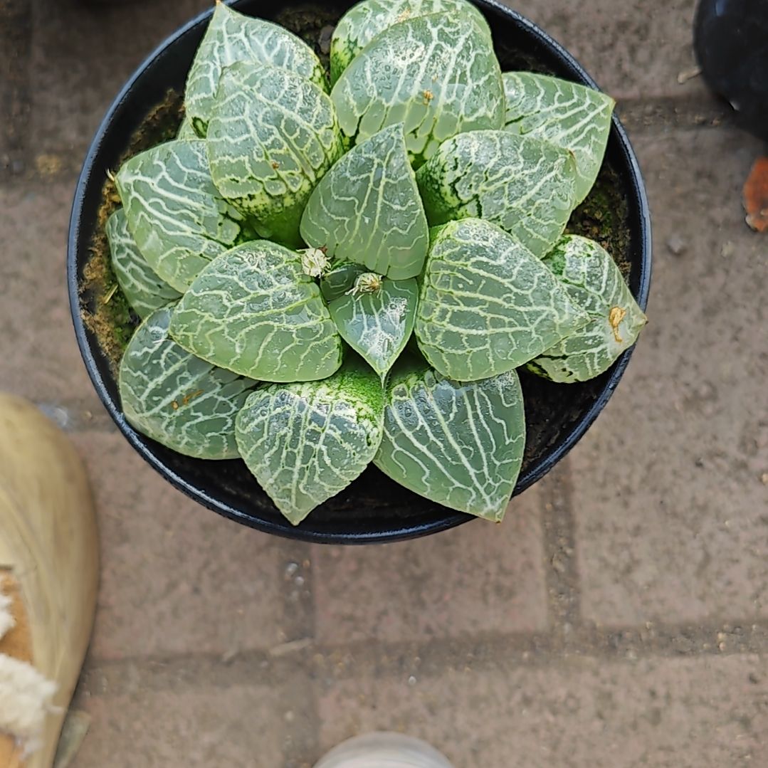 水晶康平一颗多肉植物