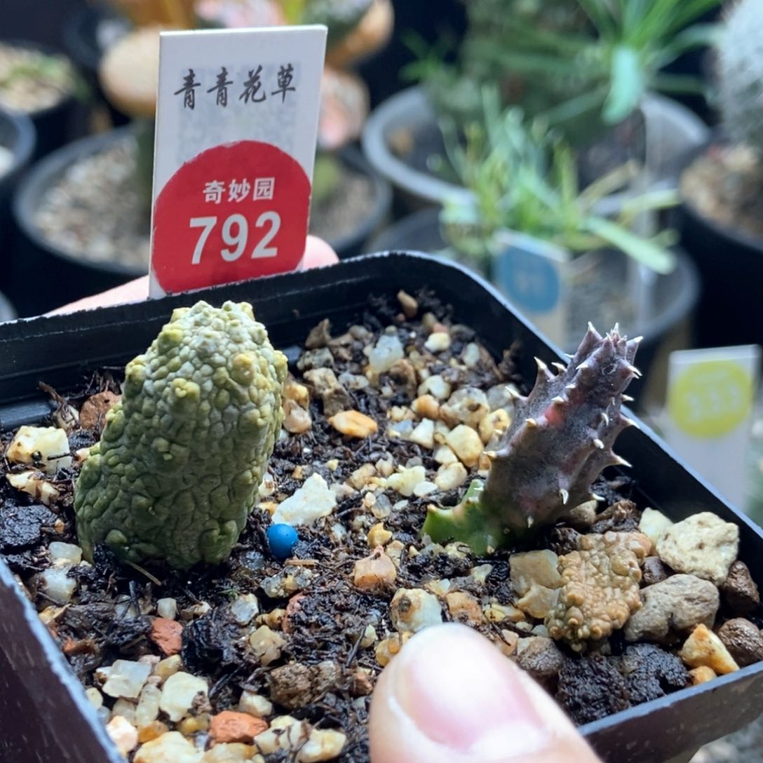 自根蛇凝蹄玉加其他