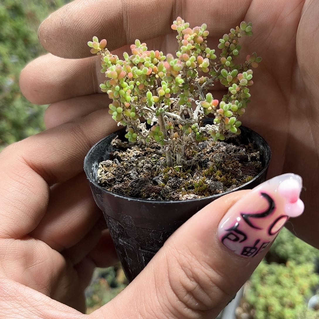 小小米枝干番杏带盆