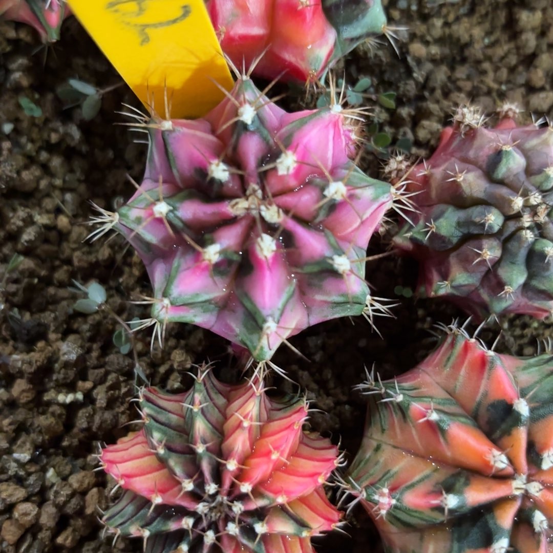 62-1128泰国发货多肉