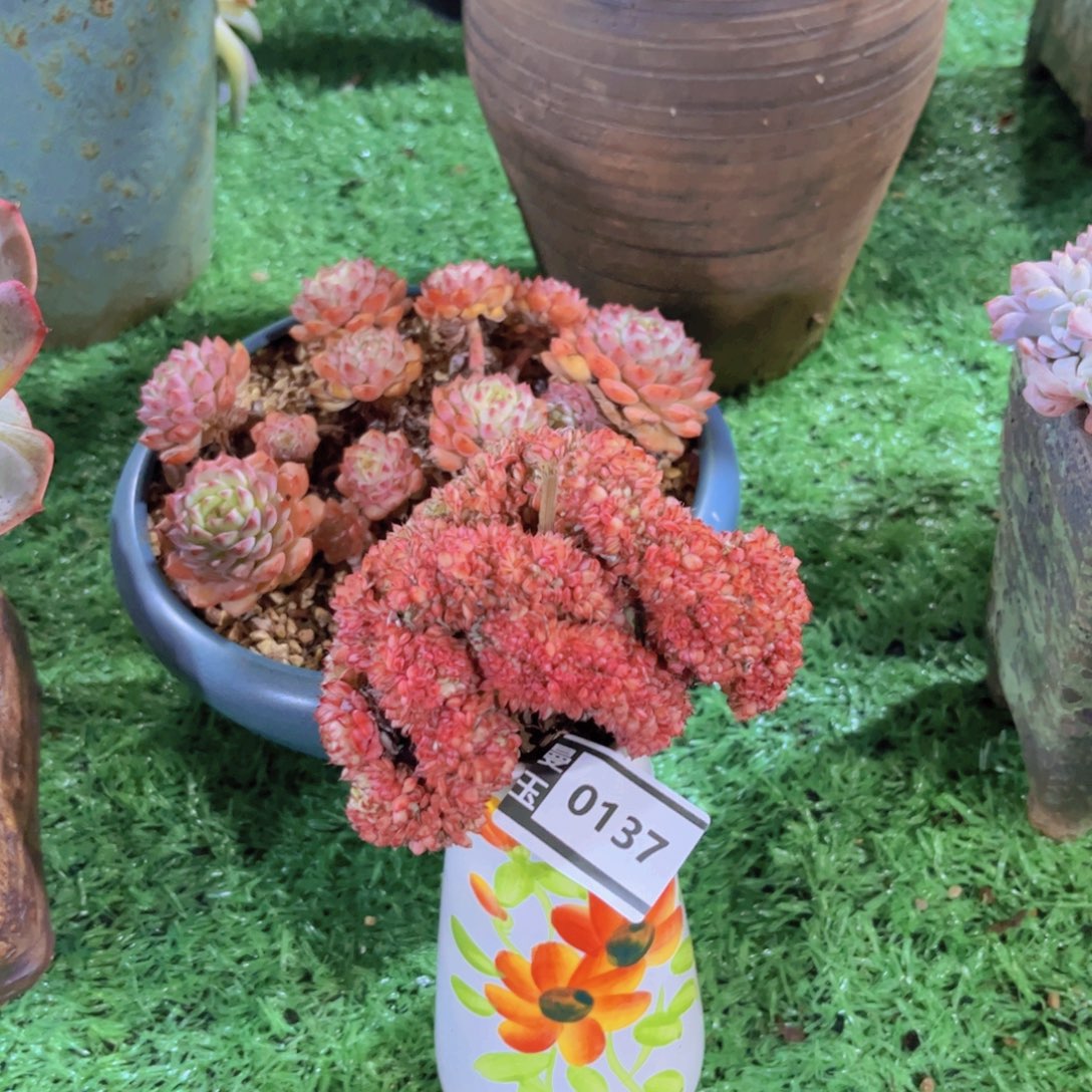 粉姬莲缀多肉植物0137
